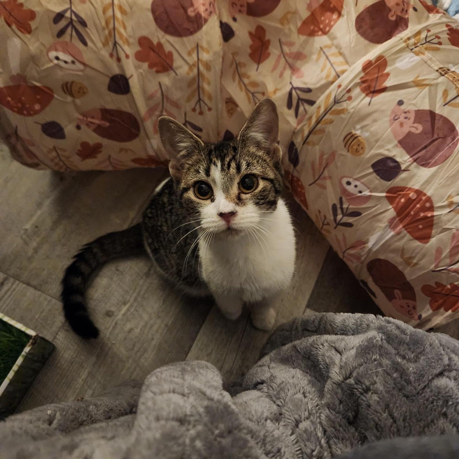 Smapdi, a Adoptable Domestic Short Hair in Racine, WI image 5/5