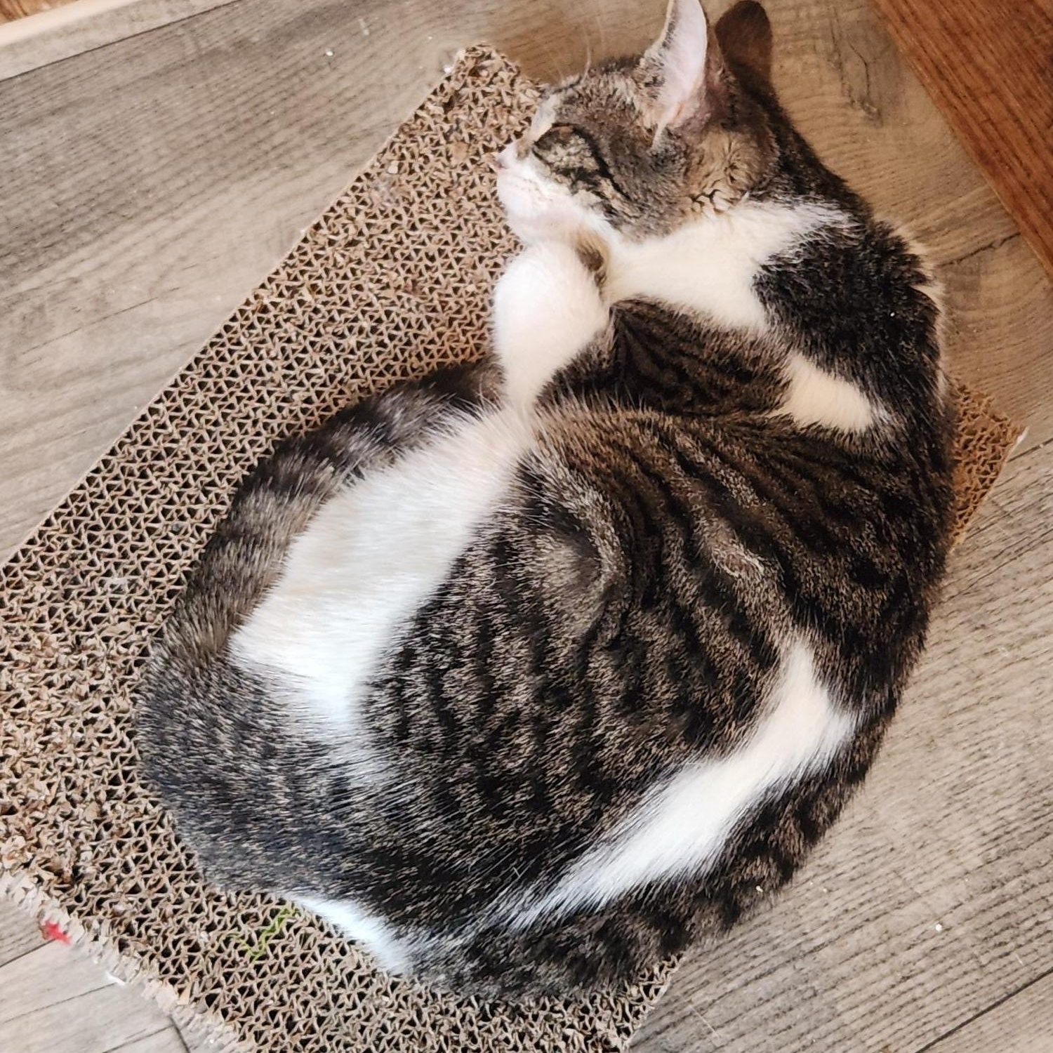 Smapdi, a Adoptable Domestic Short Hair in Racine, WI image 3/5