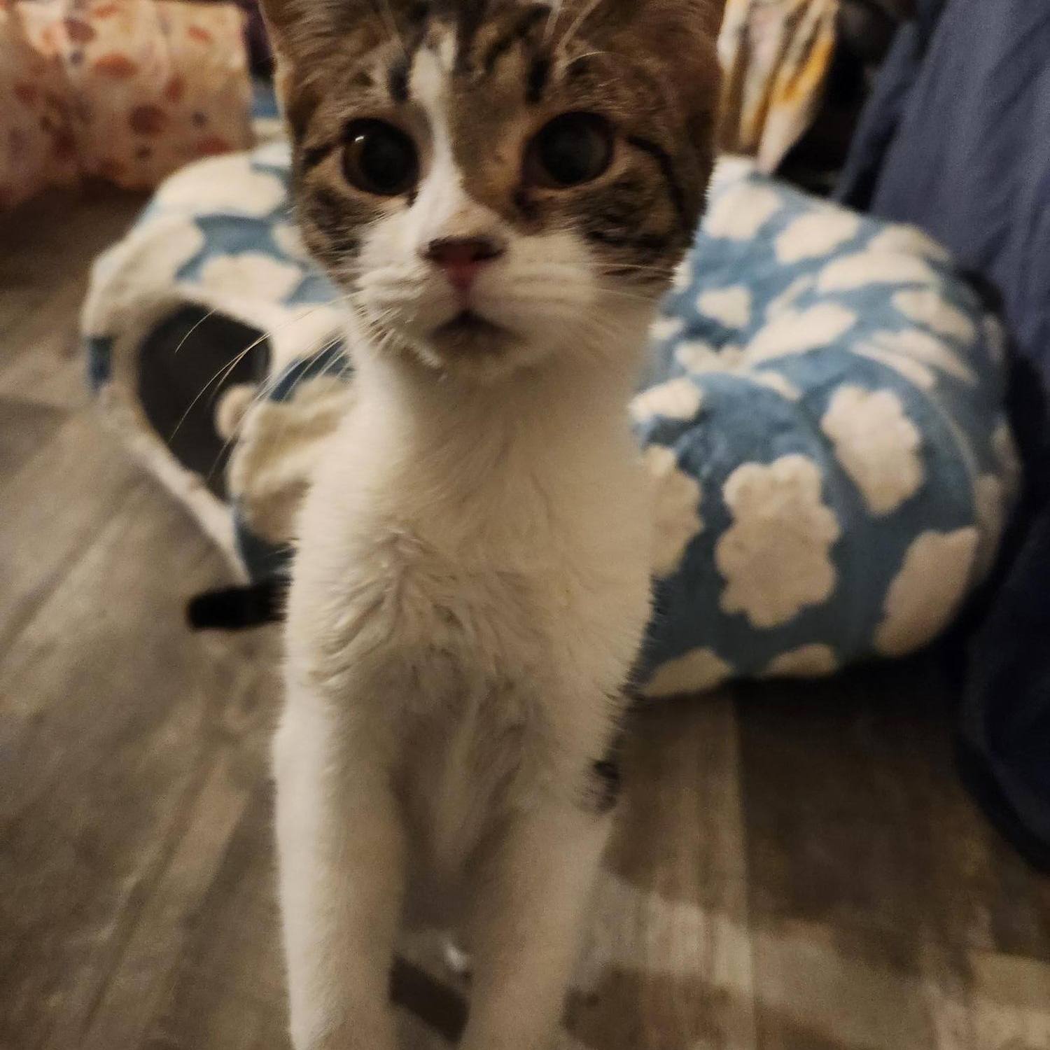 Smapdi, a Adoptable Domestic Short Hair in Racine, WI image 2/5