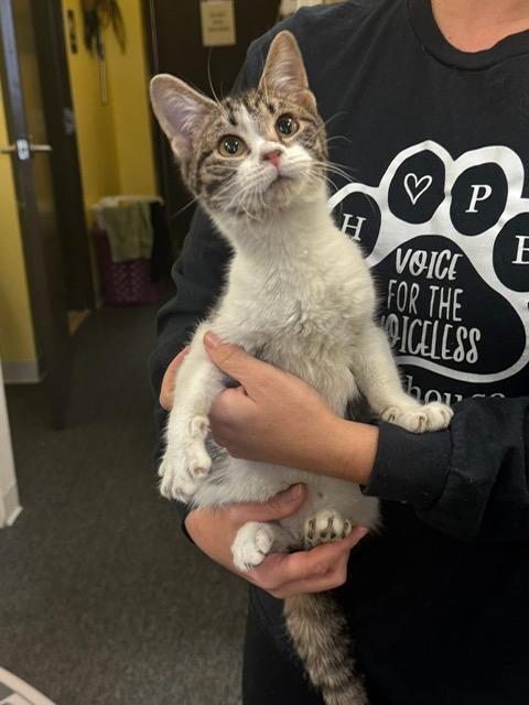 Smapdi, a Adoptable Domestic Short Hair in Racine, WI image 1/5