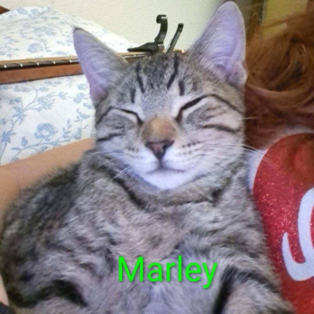 Marley — thumbnail 2
