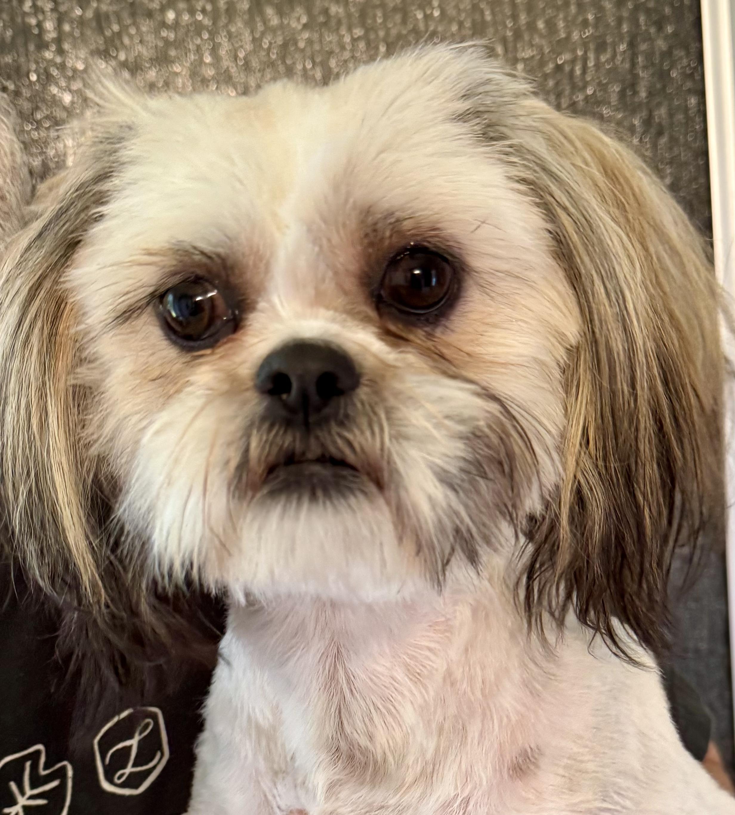 Jency Worth, a Adoptable Lhasa Apso in Plano, TX image 1/2