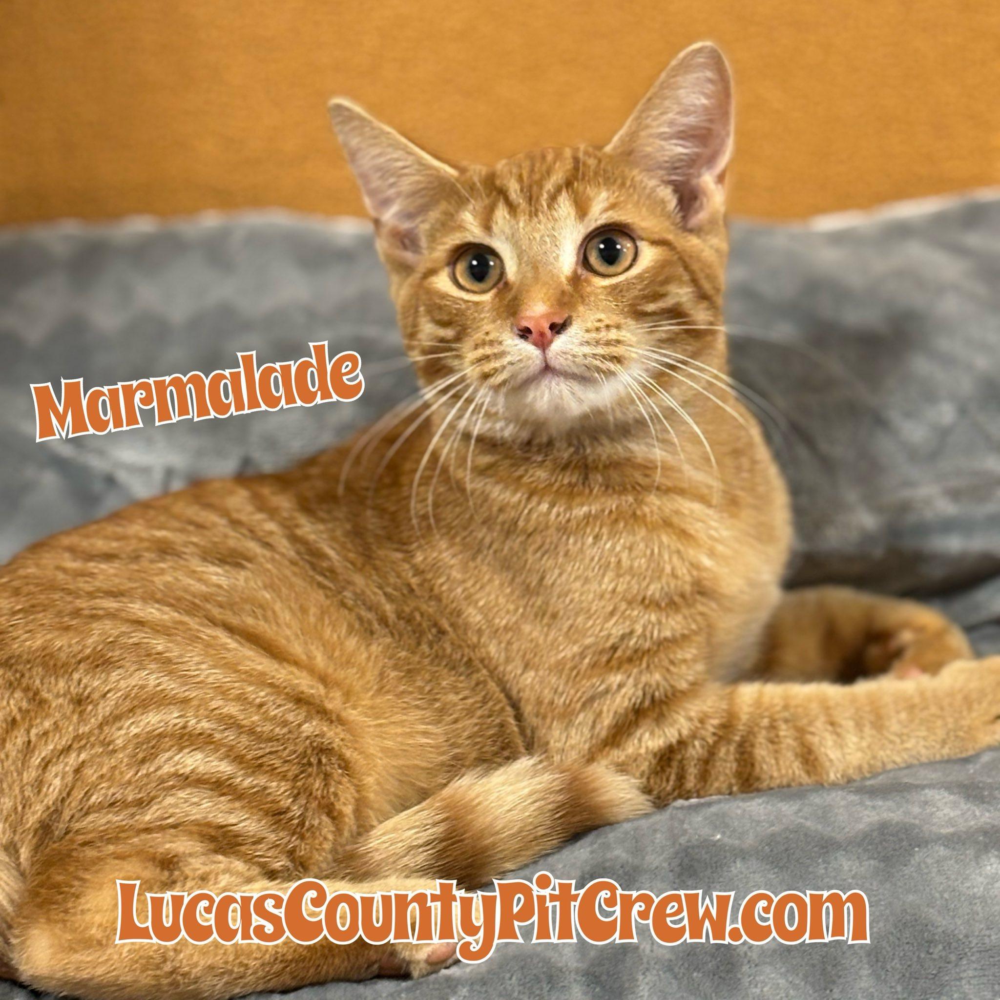 Marmalade