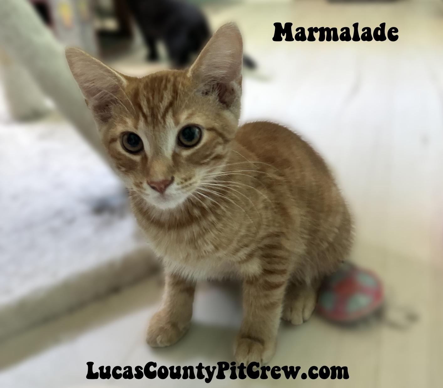 Marmalade