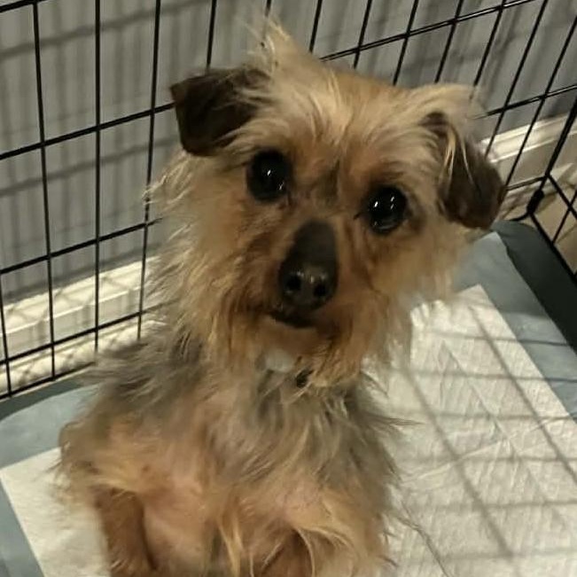 Enlarge Madame Pork, a ADOPTABLE mixed breed in Cherry Hill, NJ image 2/5