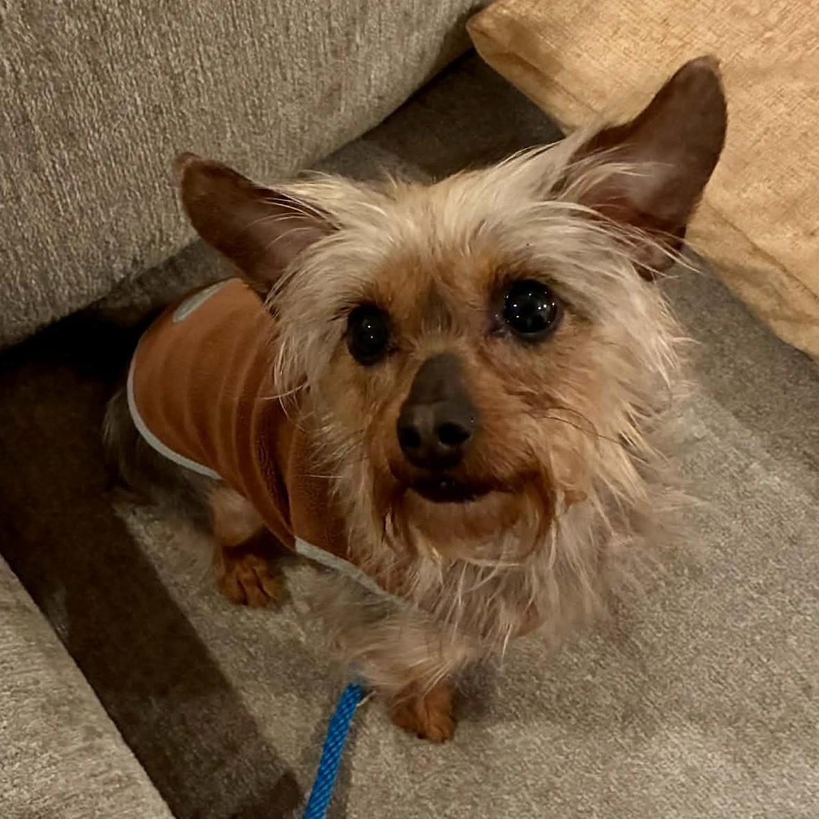 Enlarge Madame Pork, a ADOPTABLE mixed breed in Cherry Hill, NJ image 1/5