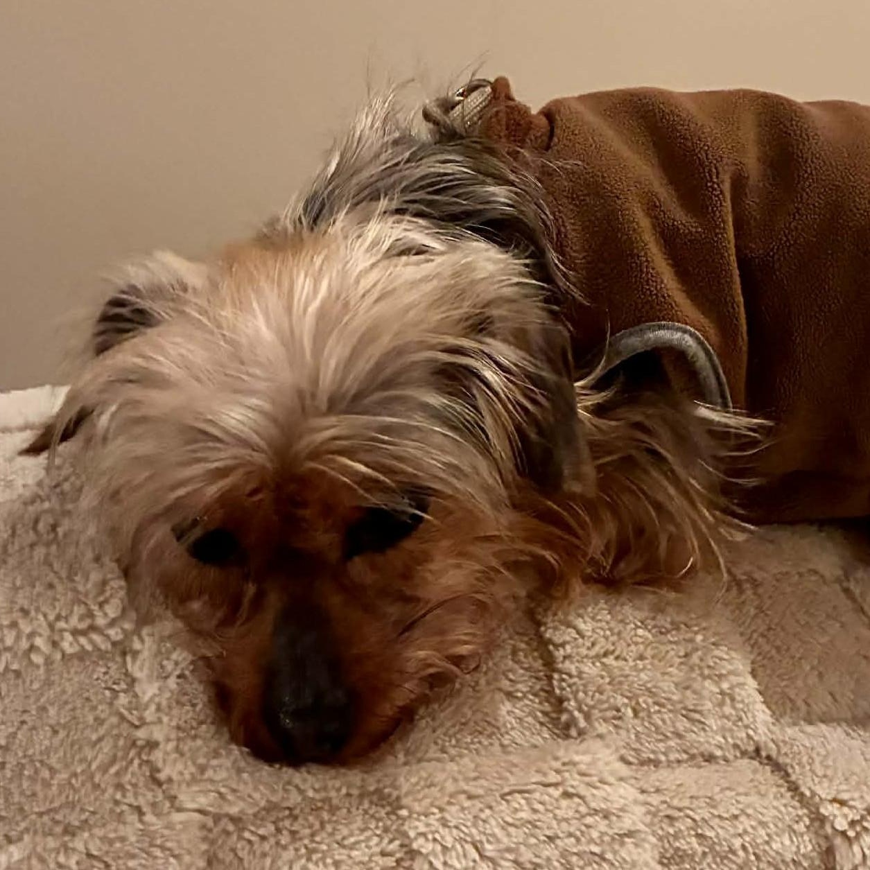 Enlarge Madame Pork, a ADOPTABLE mixed breed in Cherry Hill, NJ image 5/5