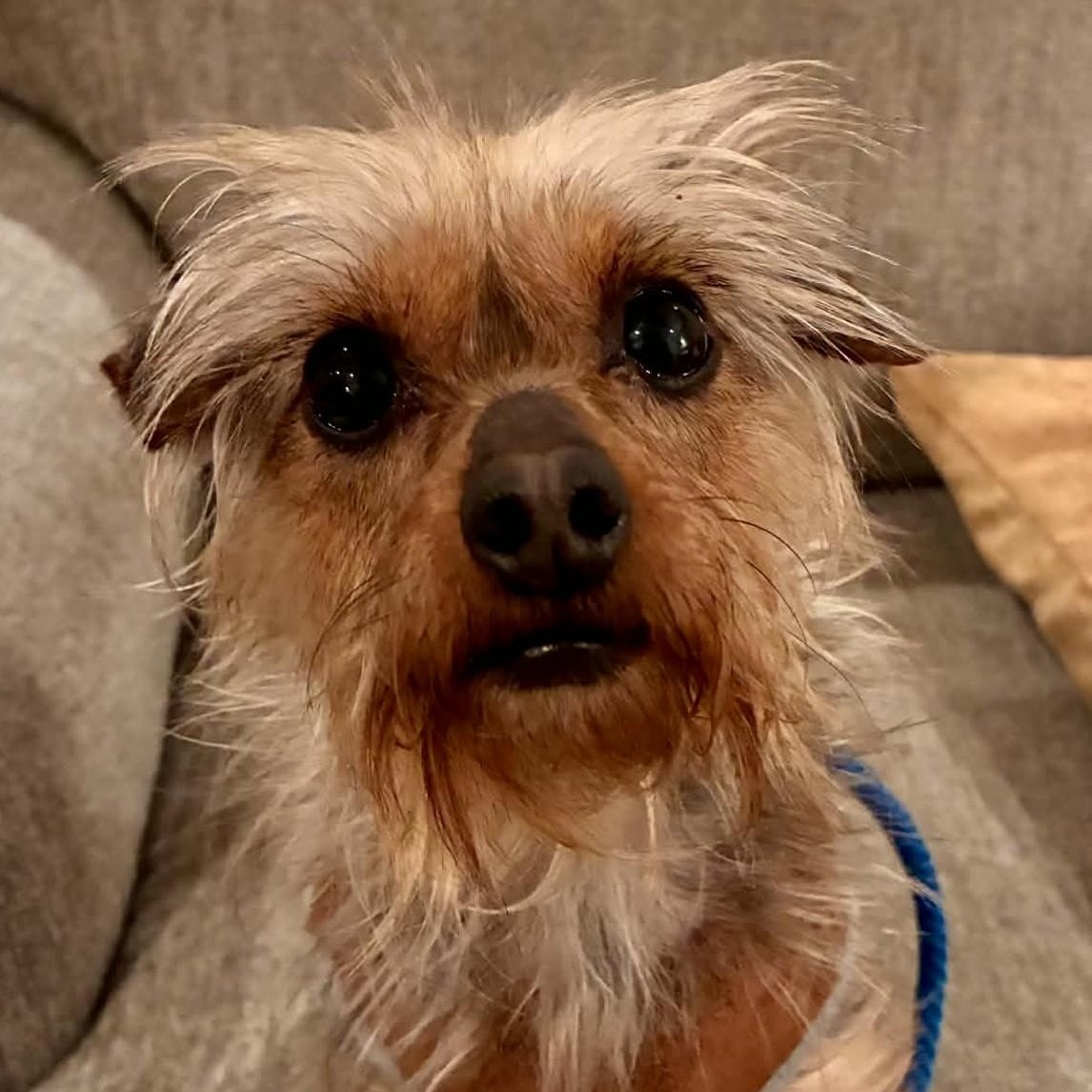 Enlarge Madame Pork, a ADOPTABLE mixed breed in Cherry Hill, NJ image 3/5