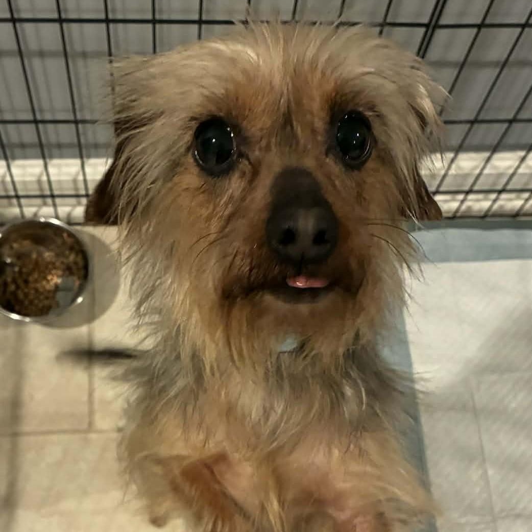 Enlarge Madame Pork, a ADOPTABLE mixed breed in Cherry Hill, NJ image 4/5