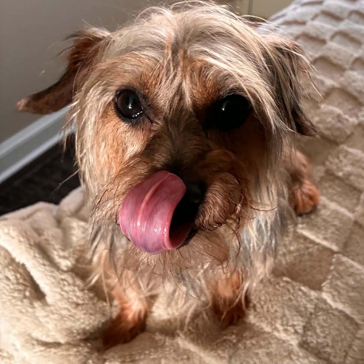 Enlarge Madame Pork, a Adopted mixed breed in Cherry Hill, NJ image 2/6