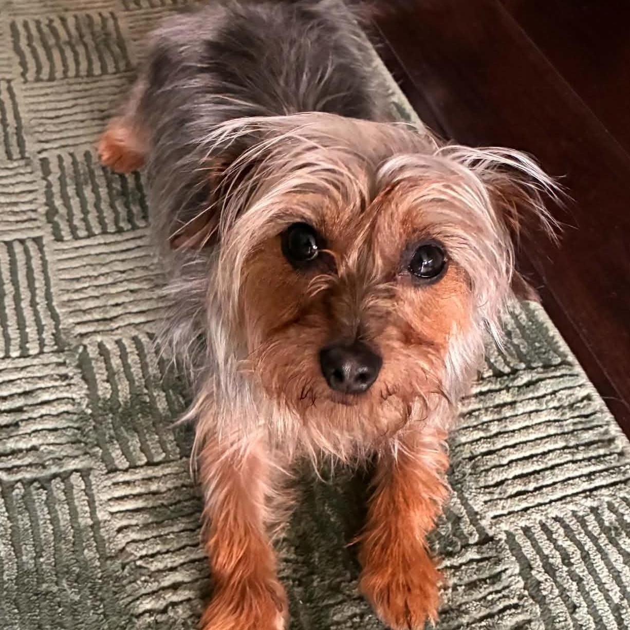 Madame Pork, Adopted, Young Female Terrier.