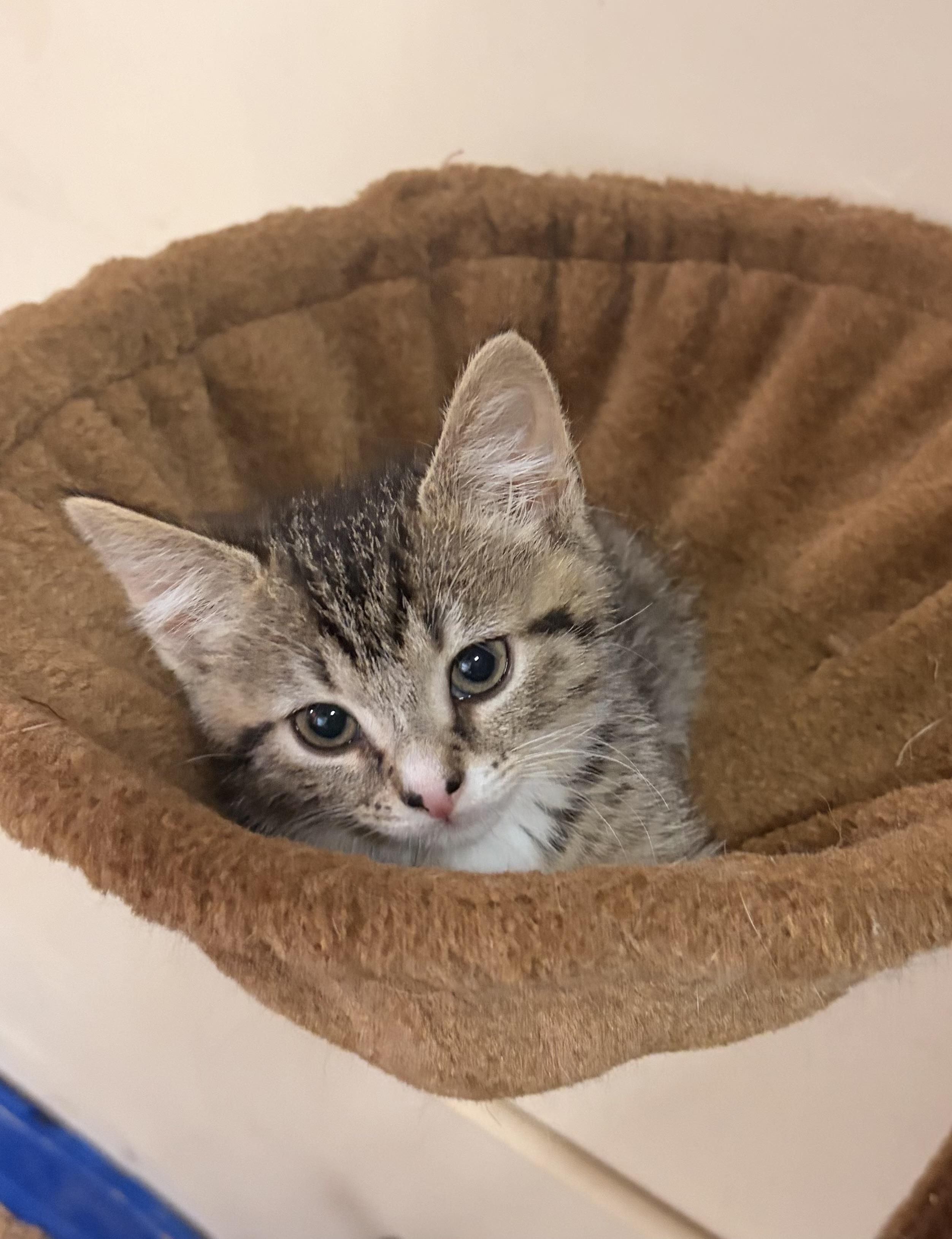 Churro, Adoptable, Kitten Female Domestic Short Hair.