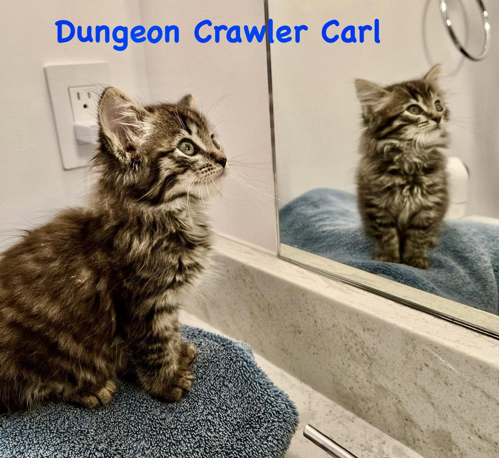 Dungeon Crawler Carl, Adoptable, Kitten Male Domestic Long Hair.