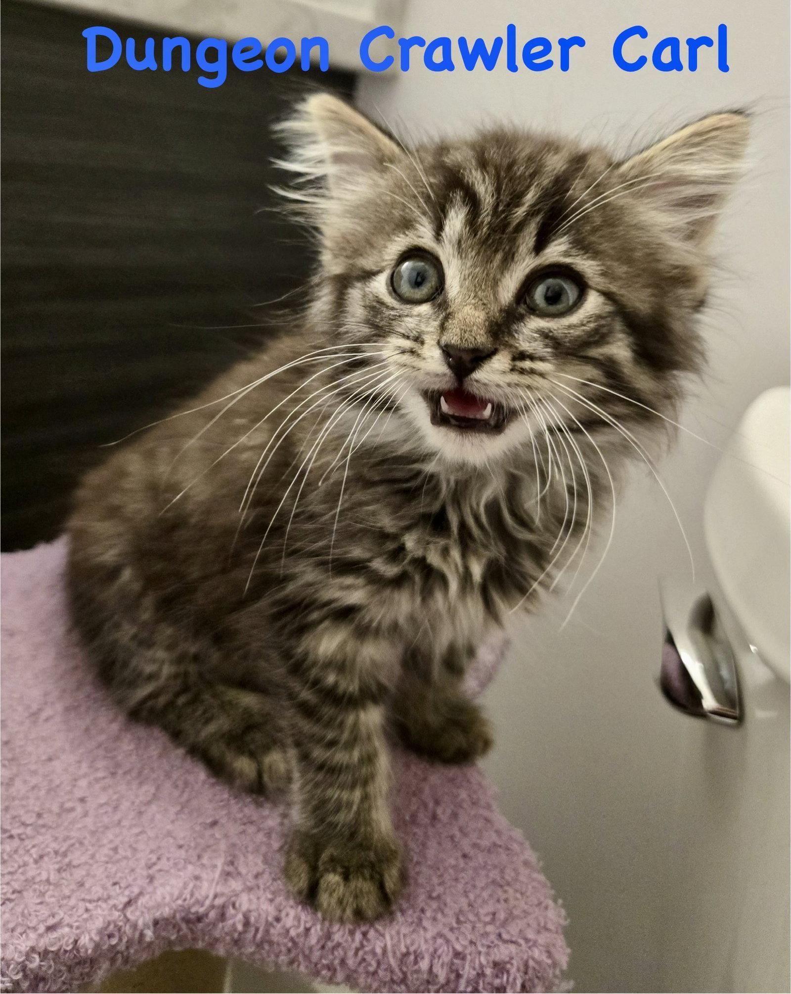 Enlarge Dungeon Crawler Carl, a Adoptable Domestic Long Hair in Reston, VA image 2/3