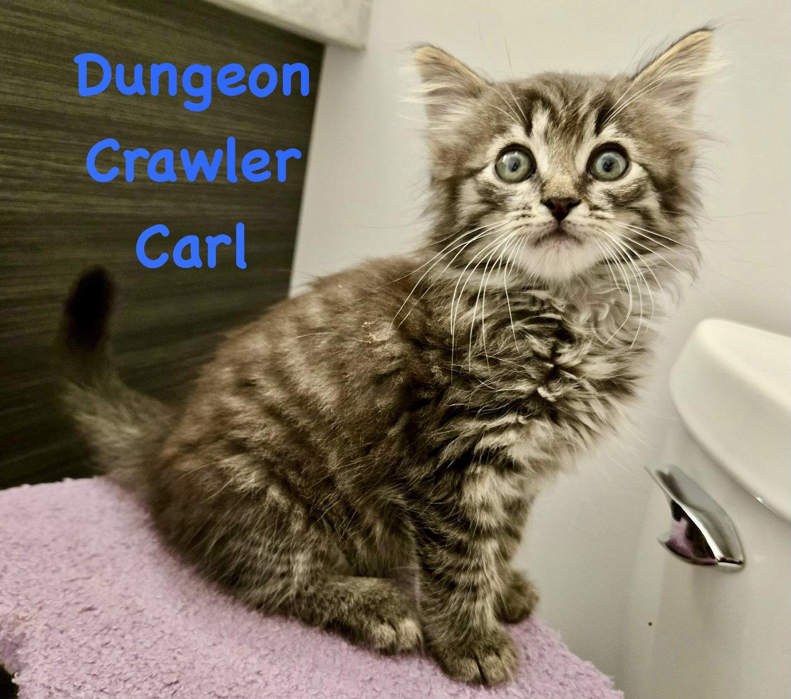 Enlarge Dungeon Crawler Carl, a Adoptable Domestic Long Hair in Reston, VA image 3/3