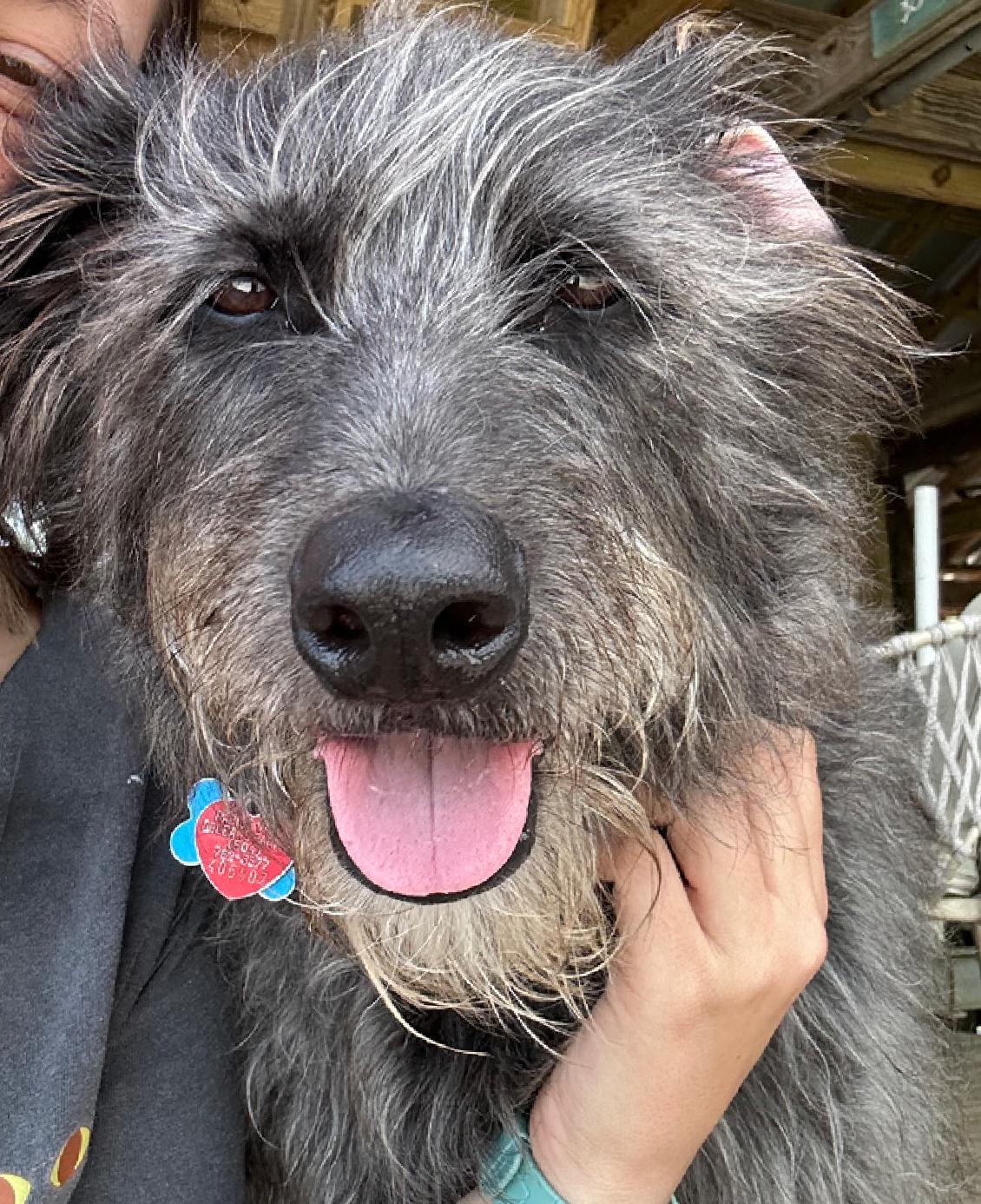 Enlarge Puddles, a ADOPTABLE mixed breed in Baker, LA image 1/5