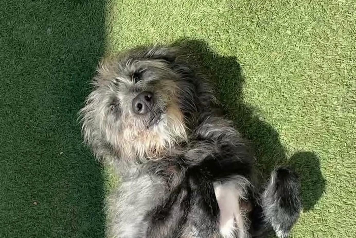 Enlarge Puddles, a ADOPTABLE mixed breed in Baker, LA image 2/5