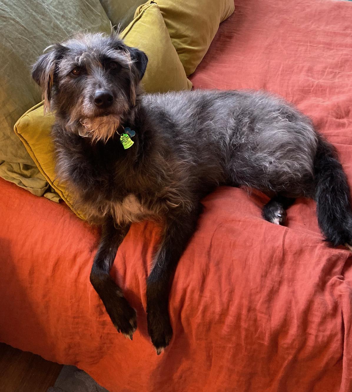 Enlarge Puddles, a ADOPTABLE mixed breed in Baker, LA image 3/5