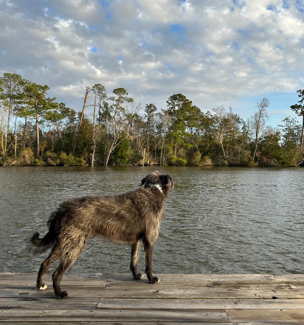 Enlarge Puddles, a ADOPTABLE mixed breed in Baker, LA image 5/5