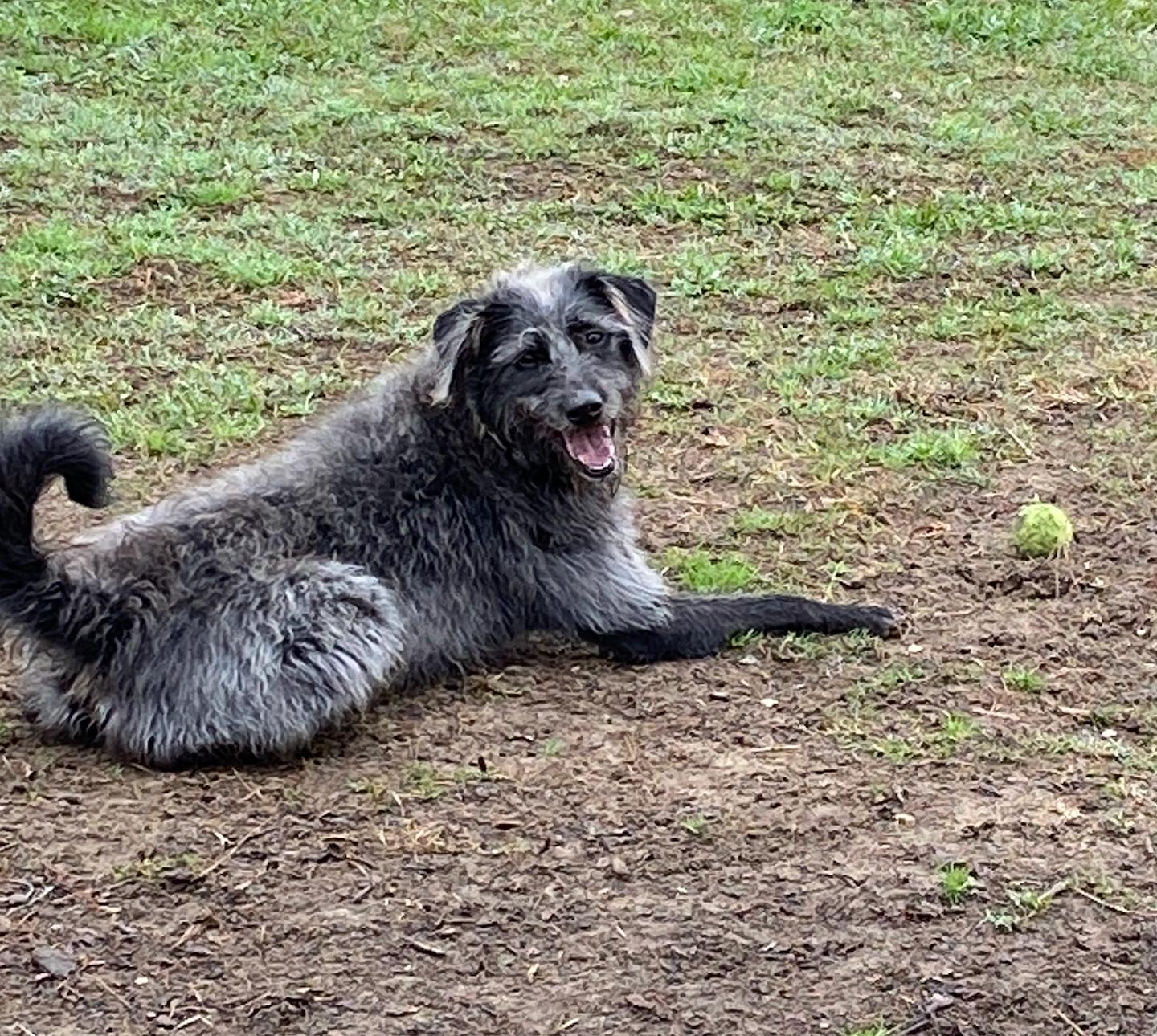 Enlarge Puddles, a ADOPTABLE mixed breed in Baker, LA image 4/5