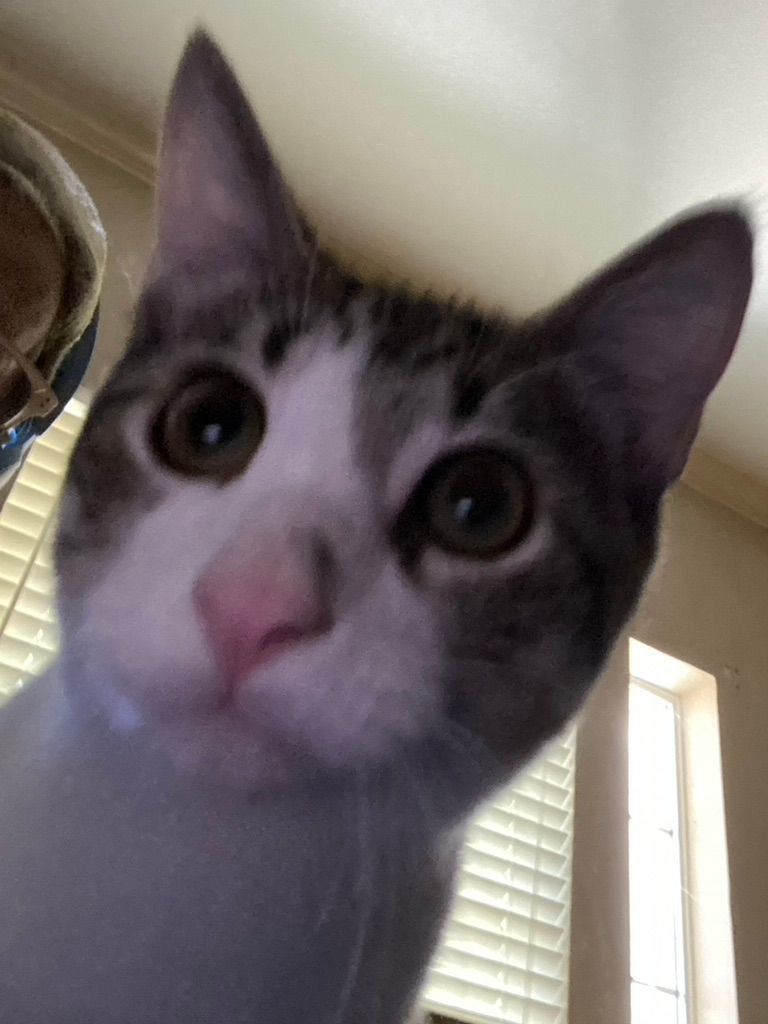 Boo