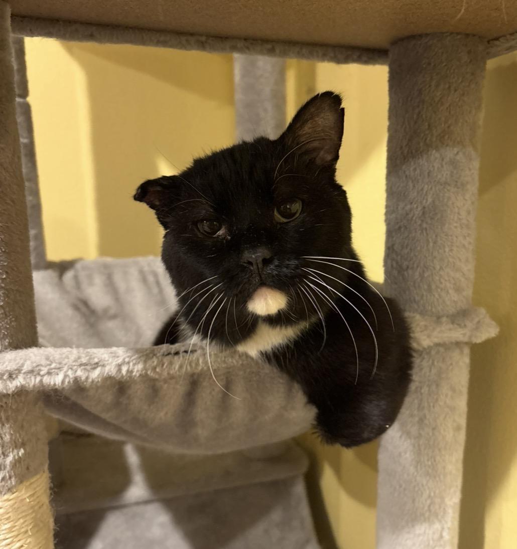 Oswald McNubs (missing front limbs), adopted, Adult Male Domestic Short Hair.