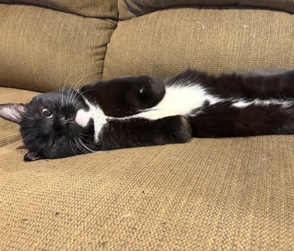 Oswald McNubs (missing front limbs), an adopted Domestic Short Hair in Stoughton, WI image 2/6