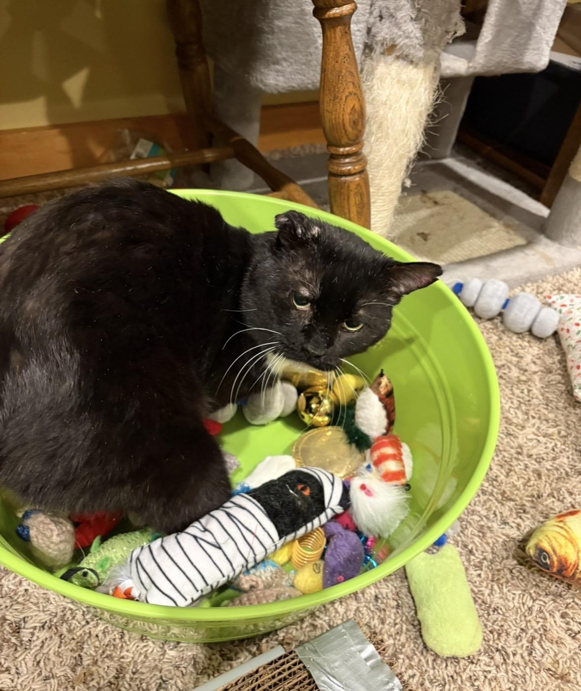 Oswald McNubs (missing front limbs), an adopted Domestic Short Hair in Stoughton, WI image 5/6