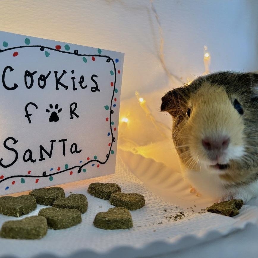 Enlarge Blu with Pinky, a Adoptable Guinea Pig in Manchester, CT image 1/6
