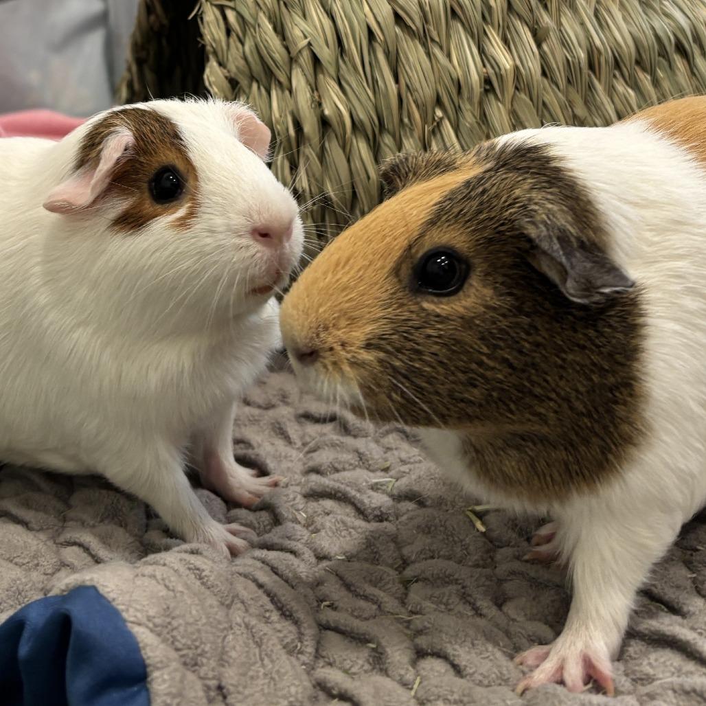 Enlarge Blu with Pinky, a Adoptable Guinea Pig in Manchester, CT image 2/6