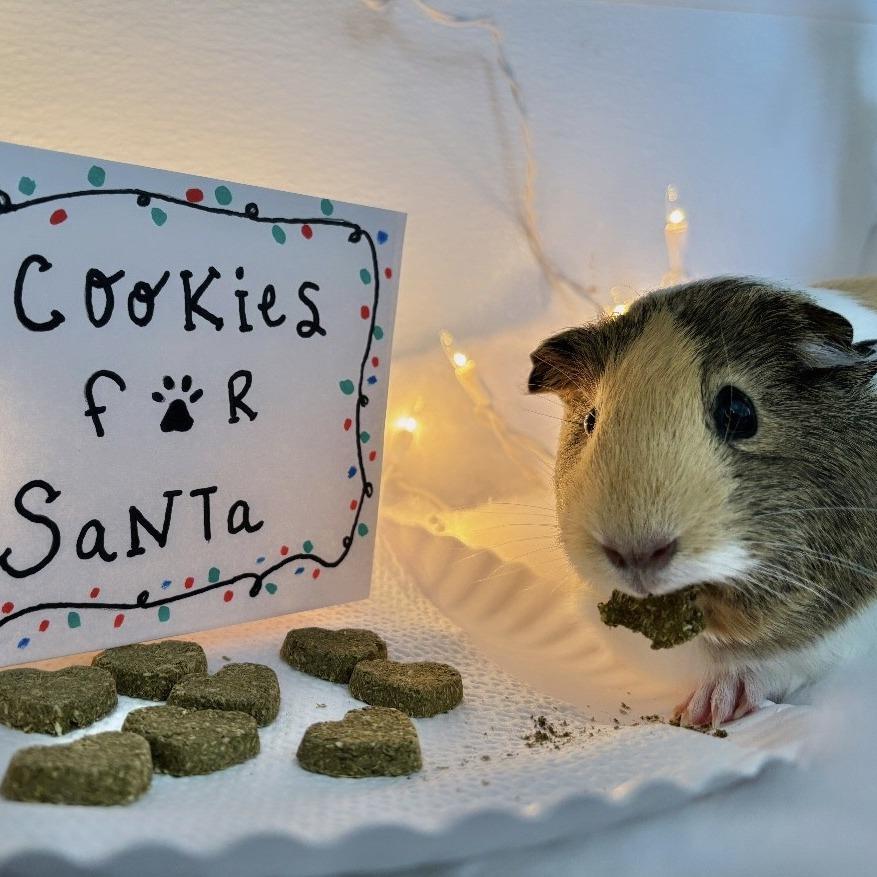 Enlarge Blu with Pinky, a Adoptable Guinea Pig in Manchester, CT image 3/6