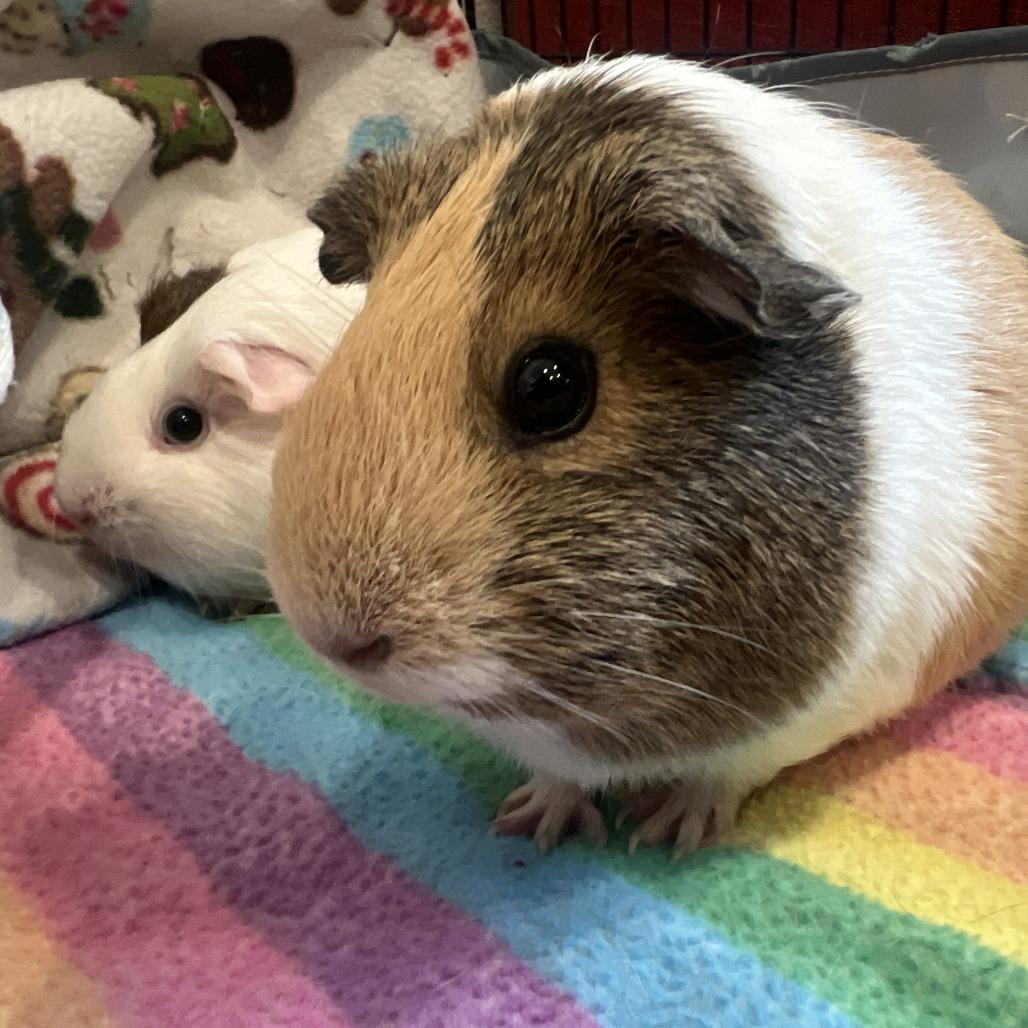 Enlarge Blu with Pinky, a Adoptable Guinea Pig in Manchester, CT image 4/6