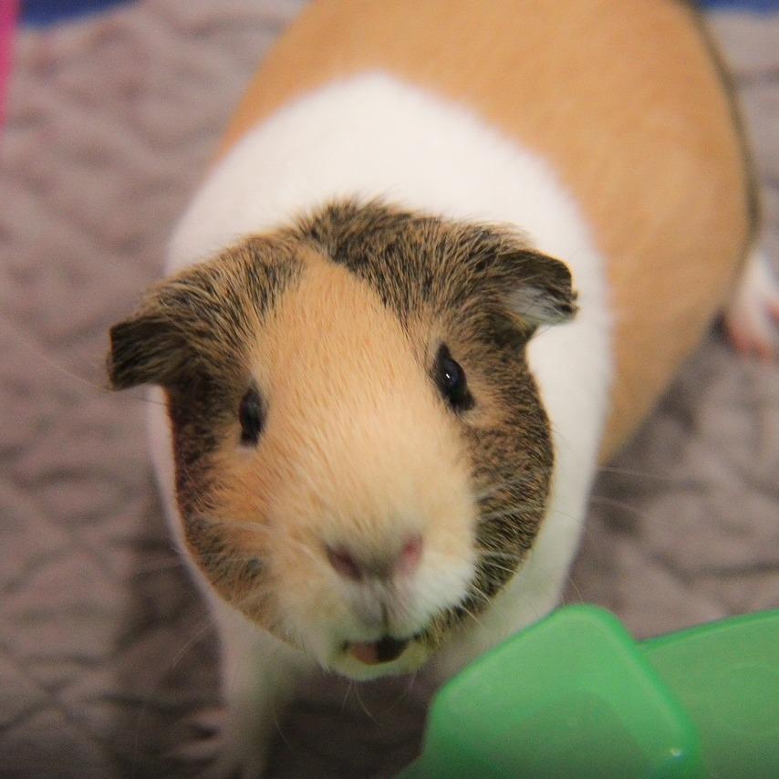 Enlarge Blu with Pinky, a Adoptable Guinea Pig in Manchester, CT image 5/6