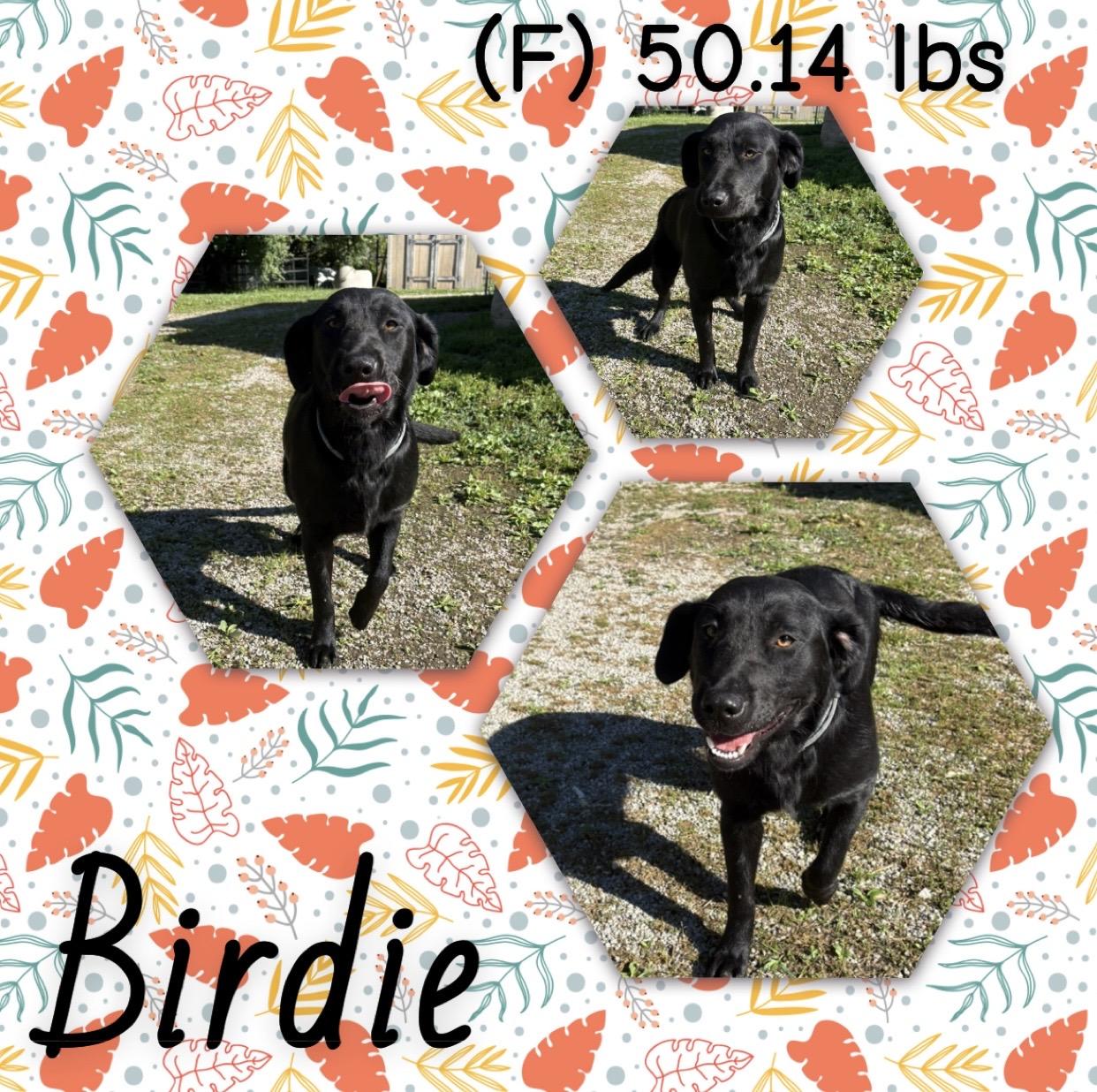 Birdie, adopted, Young Female Black Labrador Retriever.