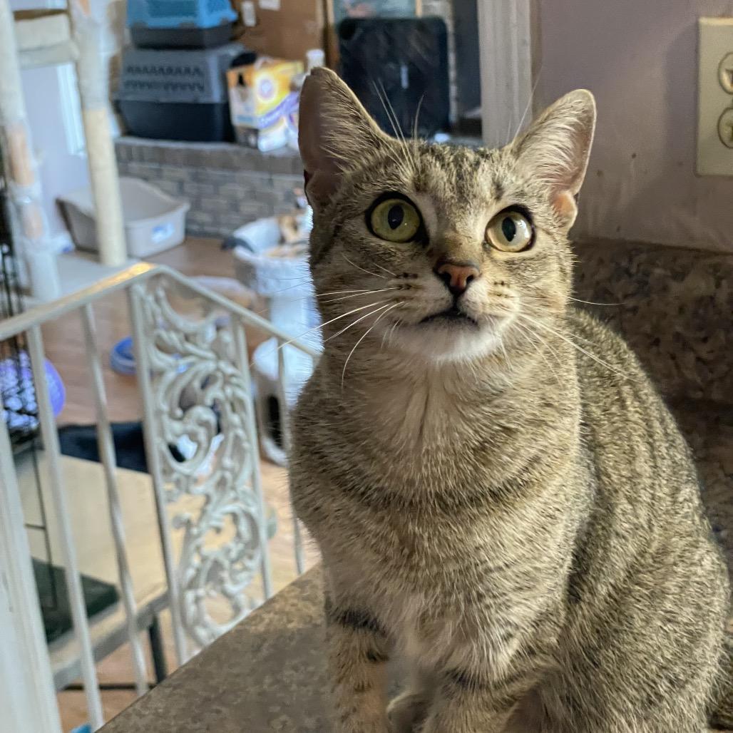 Ellen, a Adoptable Domestic Short Hair in Tuscaloosa, AL image 1/2