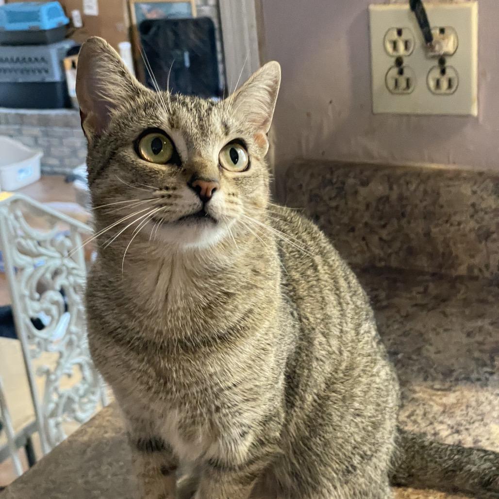 Ellen, a Adoptable Domestic Short Hair in Tuscaloosa, AL image 2/2