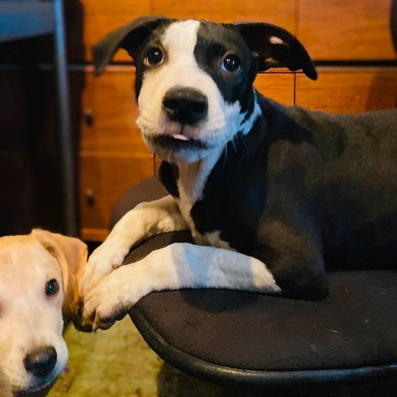 Enlarge Piccadilly, a Adoptable mixed breed in Pittsburgh, PA image 2/6