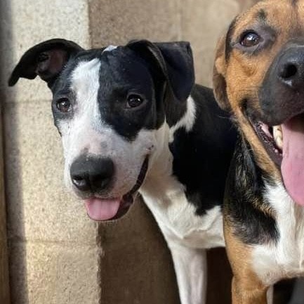 Enlarge Piccadilly, a Adoptable mixed breed in Pittsburgh, PA image 5/6