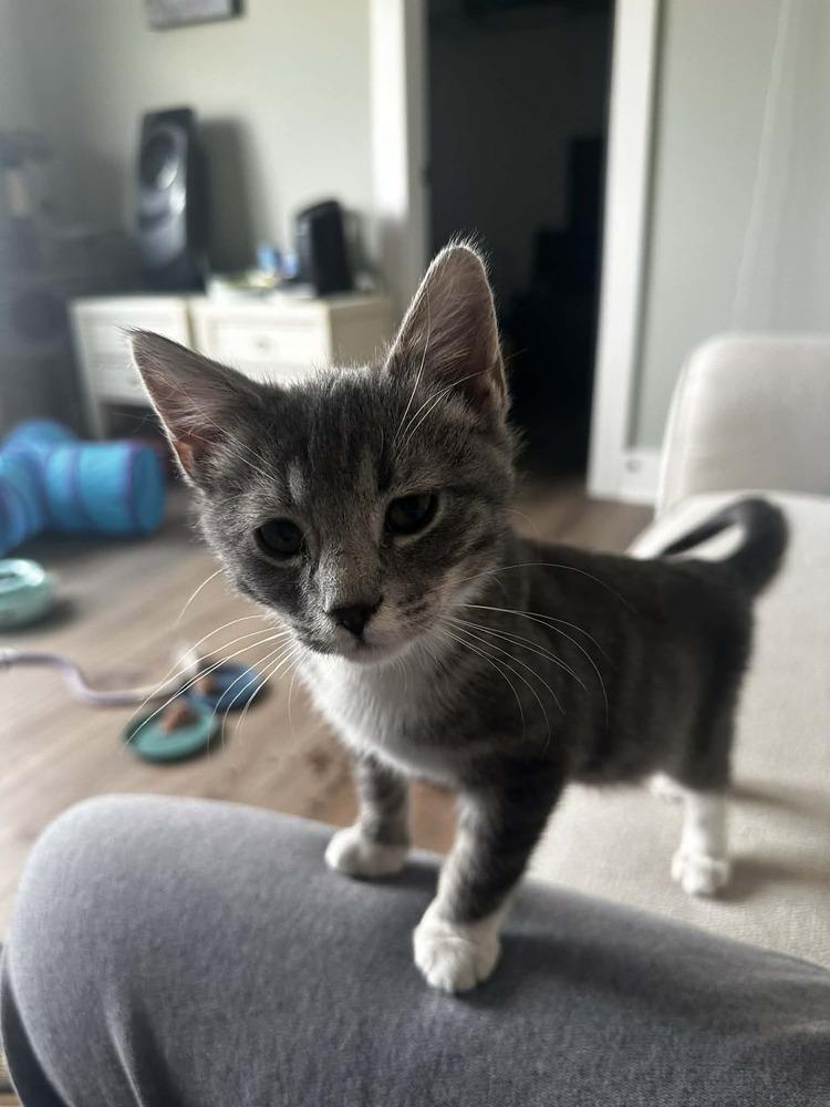 Buddy, a Adoptable Domestic Short Hair in Mooresville, NC image 2/4