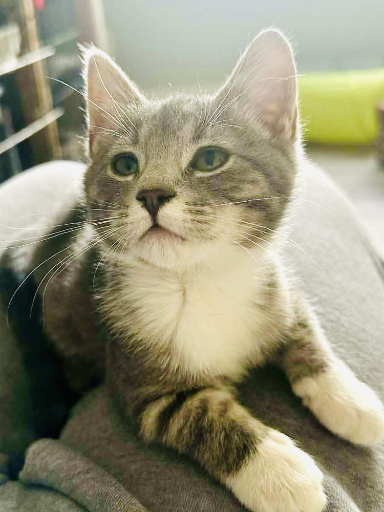 Buddy, a Adoptable Domestic Short Hair in Mooresville, NC image 3/4