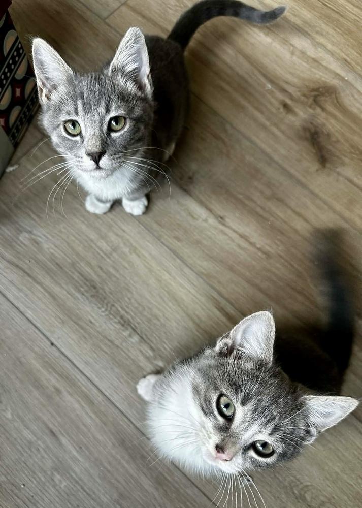 Buddy, a Adoptable Domestic Short Hair in Mooresville, NC image 4/4