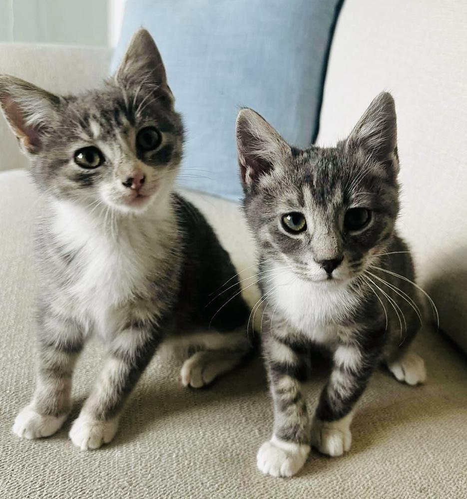 Buddy, Adoptable, Kitten Male Domestic Short Hair.