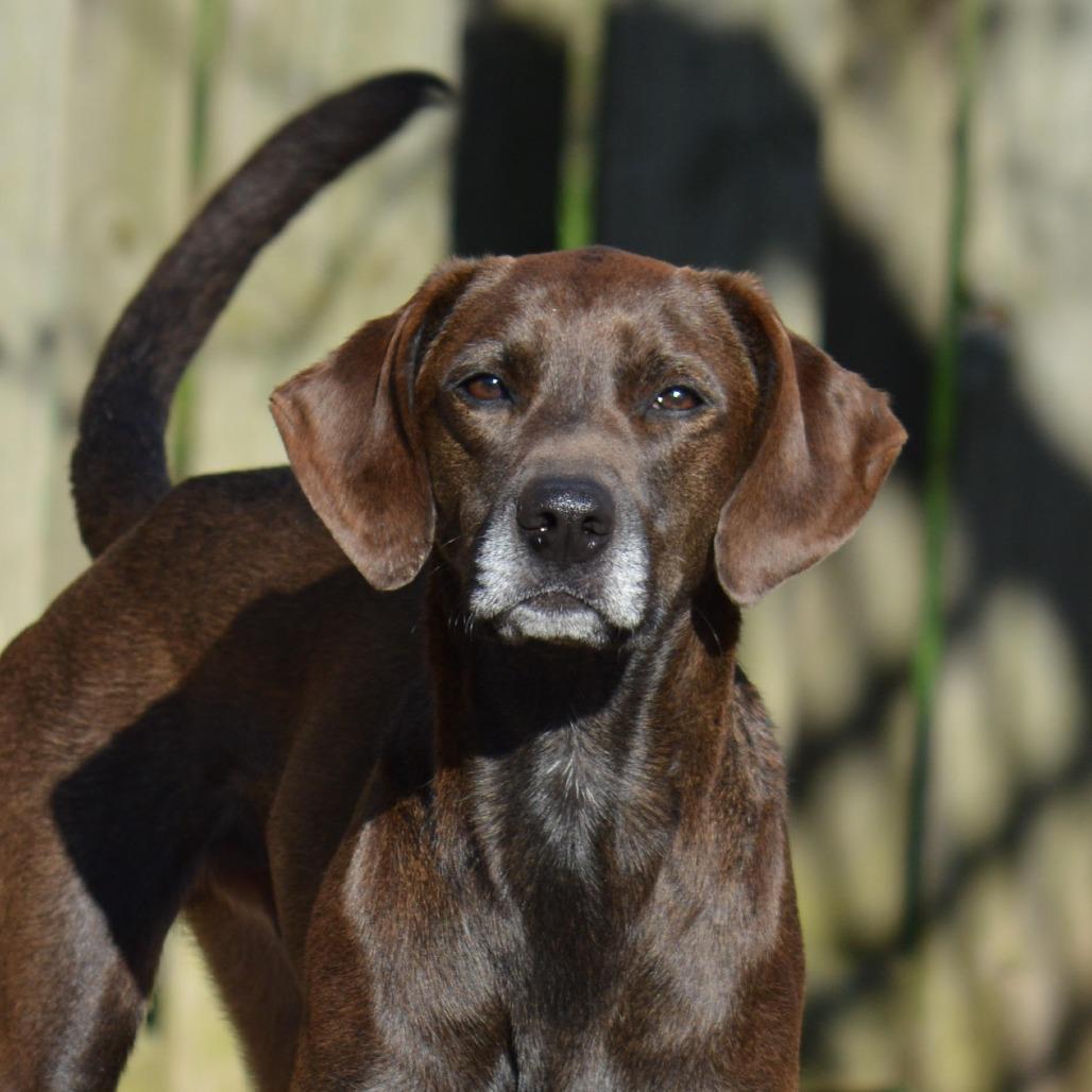 Enlarge Boss Man, a Adoptable Treeing Walker Coonhound in Camden, DE image 1/4