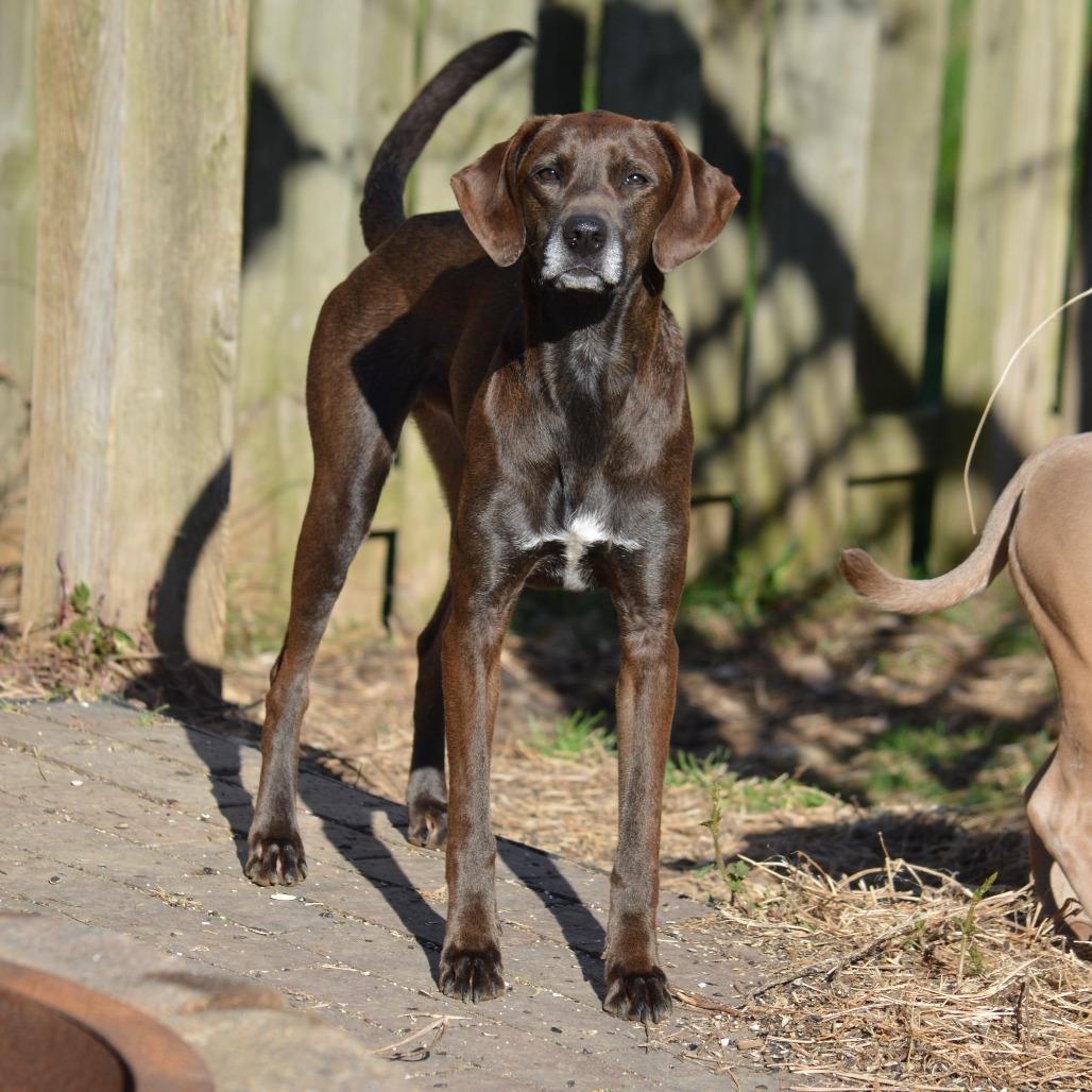 Enlarge Boss Man, a Adoptable Treeing Walker Coonhound in Camden, DE image 2/4