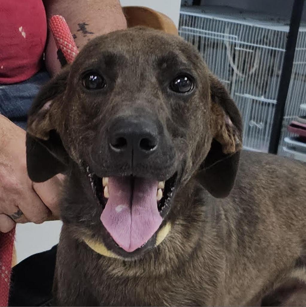 Enlarge Boss Man, a Adoptable Treeing Walker Coonhound in Camden, DE image 3/4