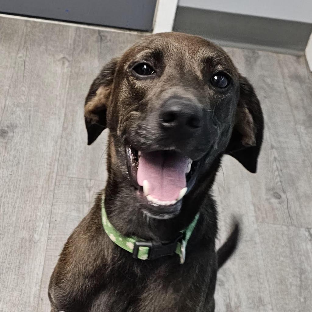 Enlarge Boss Man, a Adoptable Treeing Walker Coonhound in Camden, DE image 4/4