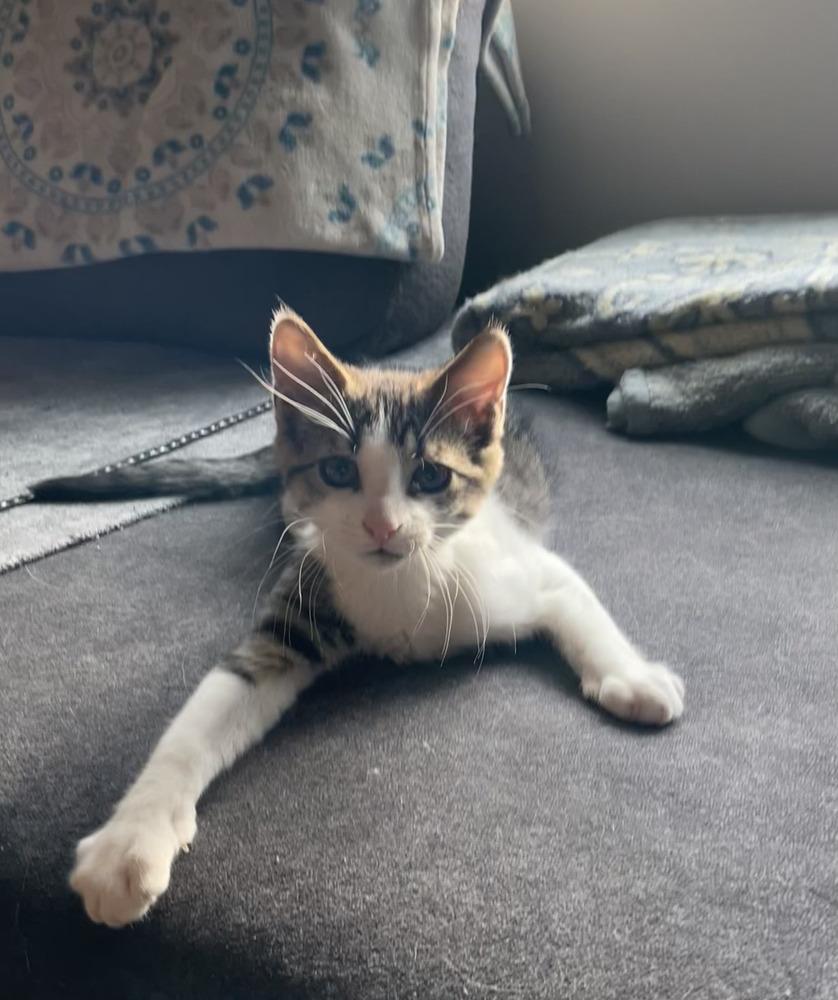 Pip, Adoptable, Kitten Male Domestic Short Hair.