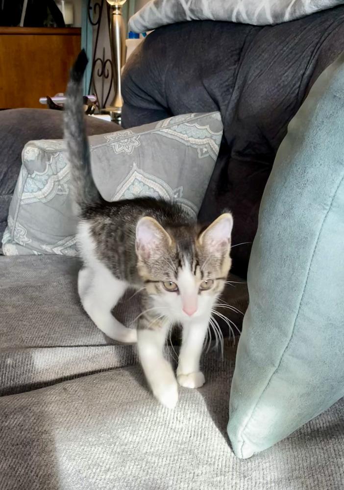 Pip, a Adoptable mixed breed in East Greenville, PA image 2/4