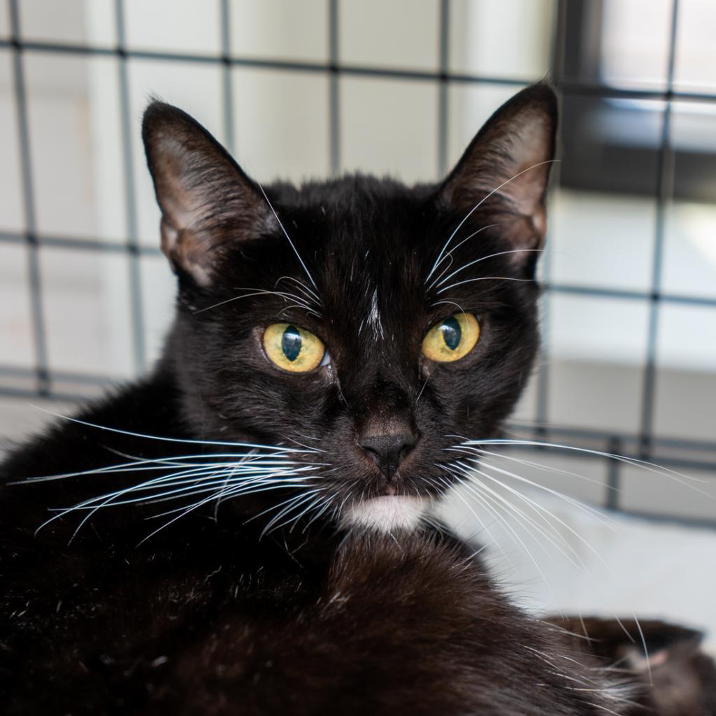 Sasha, a Adoptable Domestic Short Hair in New York, NY image 1/2