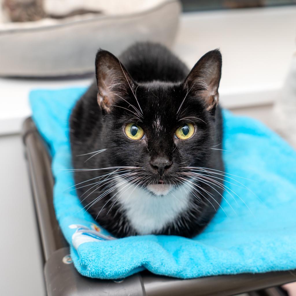 Sasha, a Adoptable Domestic Short Hair in New York, NY image 2/2